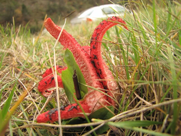 Molto insolito fungo polipo rosso, fungo gabbia o Clathrus Archeri in autunno prato di montagna oltre alla strada — Foto Stock