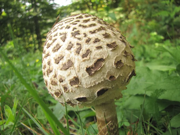 Very young, edible and delicious Parasol Mushroom (Macrolepiota procera) — Stock Photo, Image