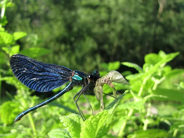 Dragonfly eating a moth — Stock Photo, Image