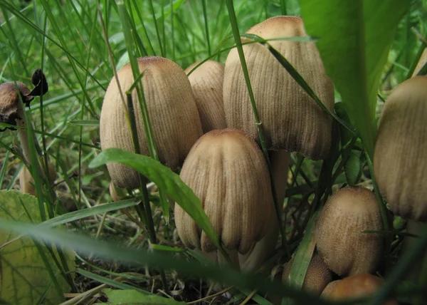 Coprinus micaceus, съедобные грибы, но токсичные со спиртом — стоковое фото