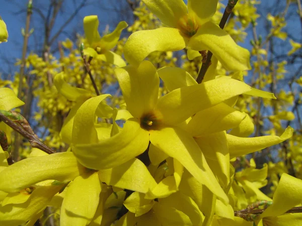 Våren gren av forsythia, gyllene klockor eller blå himmel — Stockfoto
