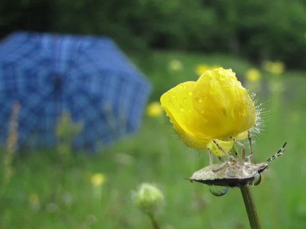 Moucha pod žlutý květ, úkryt před deštěm a rozmazané, modrý deštník v pozadí — Stock fotografie