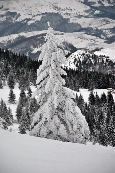 Winterlandschaft mit Weißtanne im Vordergrund — Stockfoto