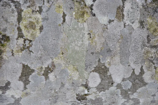 Texture of beech tree bark, horizontal orientation — Stock Photo, Image