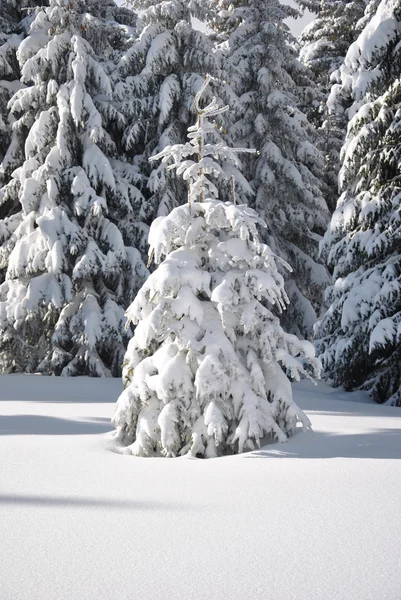 Sapin blanc sur la surface de la neige blanche et forêt de sapins en arrière-plan — Photo