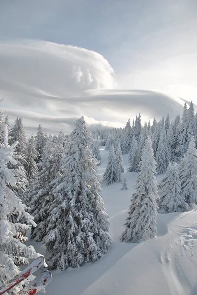 Fir trees covered by snow, view from above and cloud Altocumulus lenticuleris — Stock Photo, Image