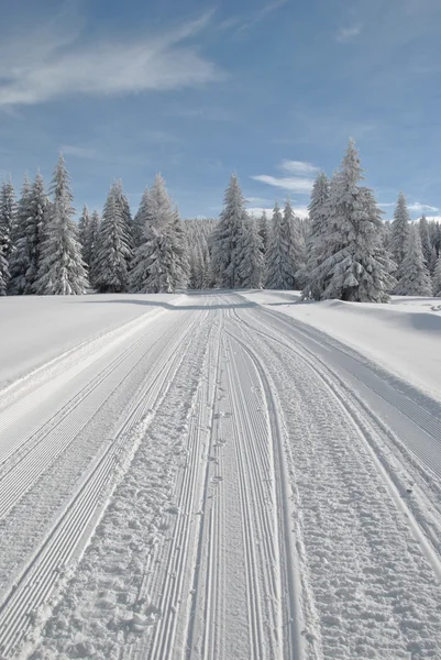 Skidbacken genom sällsynta fir skog under blå himmel med några moln, lodrät orientering — Stockfoto