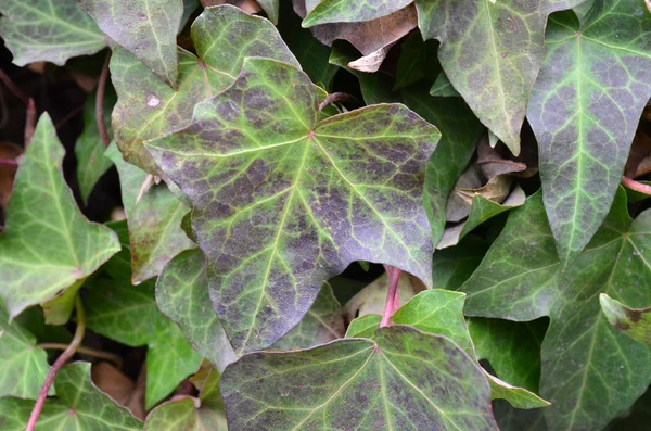 Macro shot of green ivy climbing plant — Stock Photo, Image