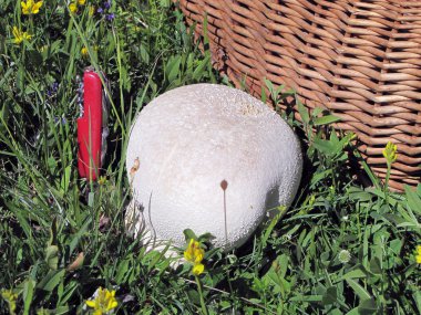 Giant puffball mushroom besides wicker basket and a knife clipart
