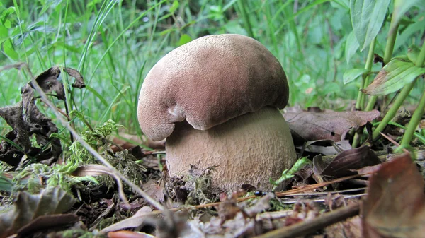 Steinpilz reticulatus oder Federkappe — Stockfoto