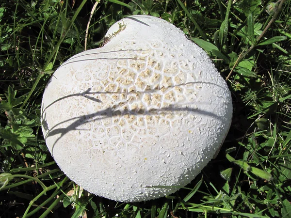 Puffball grzyb — Zdjęcie stockowe