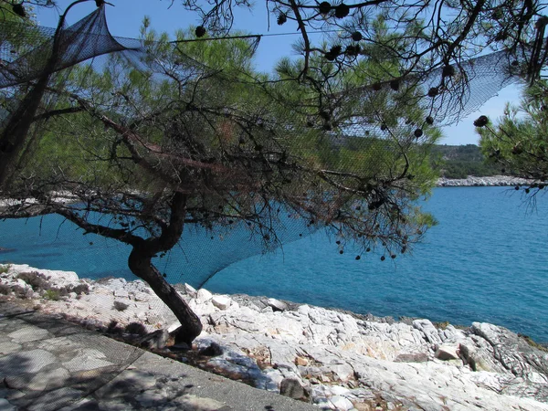 Rede de deriva em pinho de pedra, baía de Thyminia, ilha de Thassos, Grécia — Fotografia de Stock