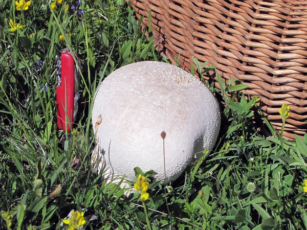 Riesenpuffball-Pilz neben Weidenkorb und Messer — Stockfoto
