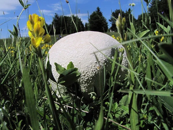 Gigant puffball jadalne, smaczne na górskiej łące — Zdjęcie stockowe