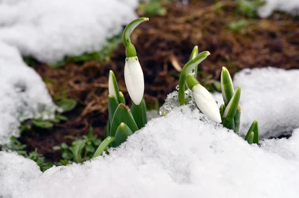 Gocce di neve primaverili crescono attraverso la neve — Foto Stock