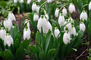 kardelen bir bahçede bir sürü