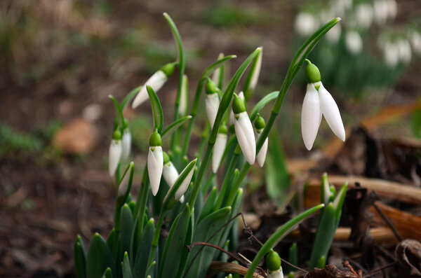 Spring snowdrops