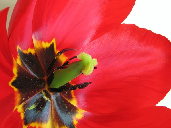 Rode tulip — Stockfoto