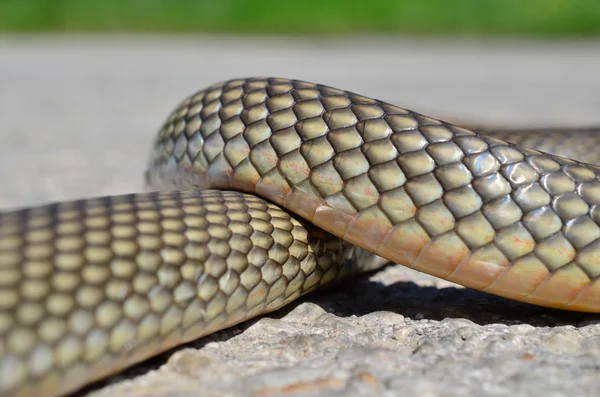 Non- poisonous Aesculapius' snake — Stock Photo, Image