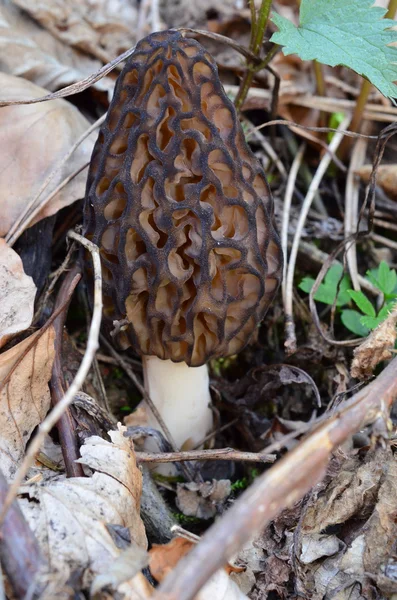 Svart Morel svamp (Morchella conica) — Stockfoto