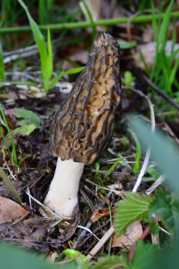 siyah morel mantarlı