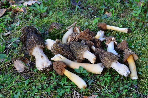 Fresh morel mushrooms — Stock Photo, Image