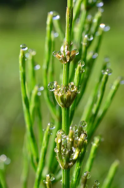 Dew and Horsetail 2 — Stock Photo, Image