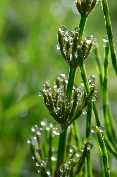 Dew and Horsetail 1 — Stock Image Dew and Horsetail 1 Stock Photo