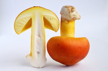 Yenilebilir Amanita Caesarea ya da Sezar'ın mantar 4