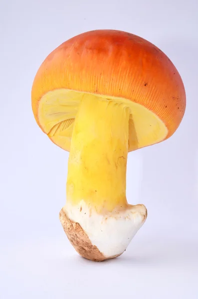 食用 Amanita カイサリアやシーザーのキノコ 1 — ストック写真