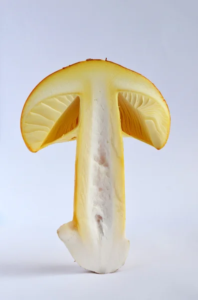 食用 Amanita カイサリアやシーザーのきのこ 2 — ストック写真