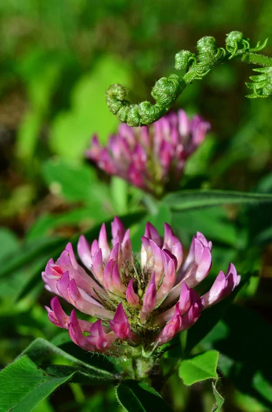 Red Clover — Stock Photo, Image