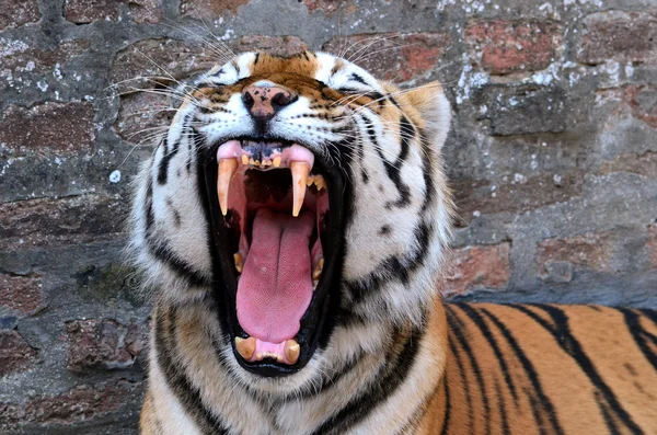 Tiger 7 — Stok fotoğraf
