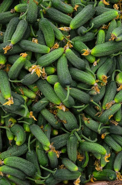 Gherkins. — Fotografia de Stock