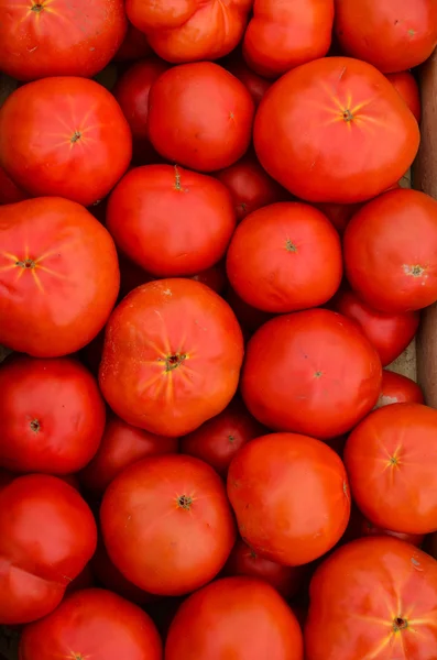 Tomaten — Stockfoto