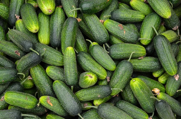 Pepinos — Fotografia de Stock