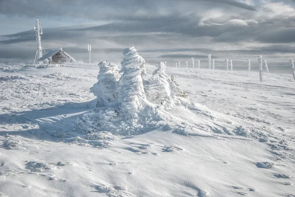 Three frozen fir trees — Stock Photo, Image