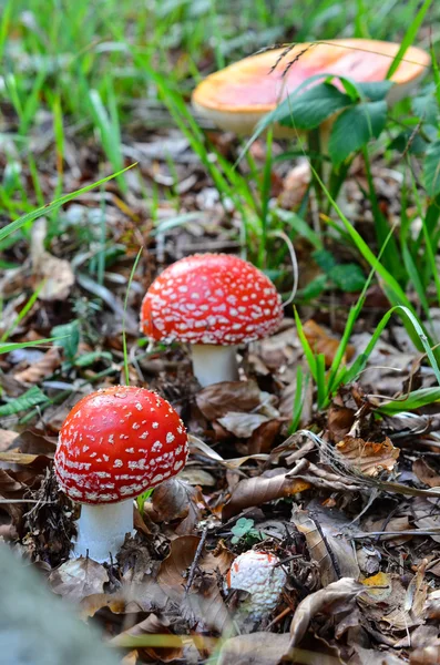 Champignons Amanita Muscaria — Photo