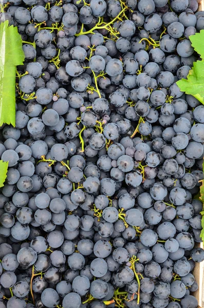 Fondo de uvas negras —  Fotos de Stock