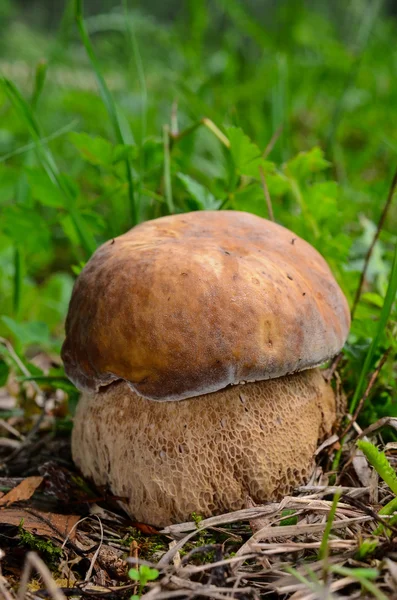 Springmützenpilz — Stockfoto