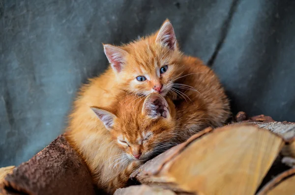 2 つの子猫 — ストック写真