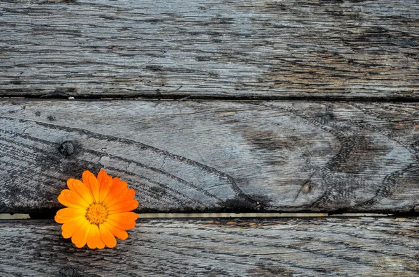Marigold on wooden table — Stock Photo, Image