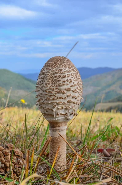 Champiñón sombrilla joven — Foto de Stock