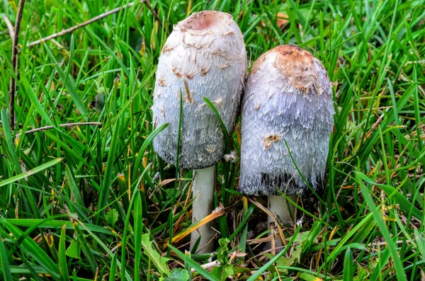 Shaggy Ink Cap mushrooms — Stock Photo, Image