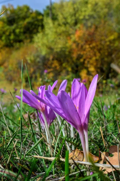 Colhicum Autumnale flowers — Stock Photo, Image