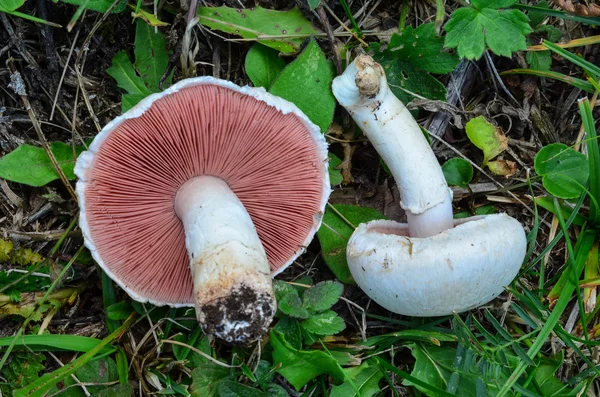 Field mushrooms — Stock Photo, Image