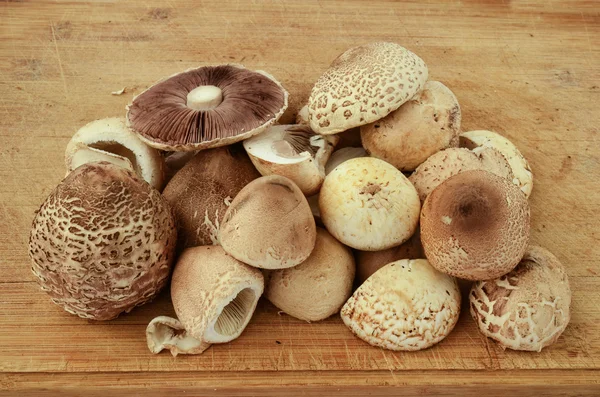 Forest mushrooms — Stock Photo, Image