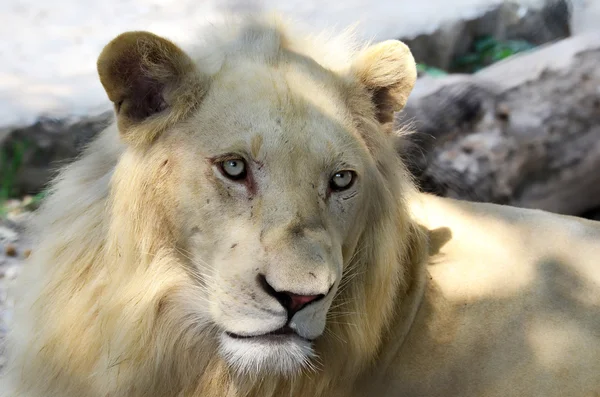 Albino Leeuw — Stockfoto