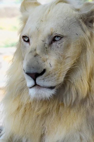 Lion blanc — Photo