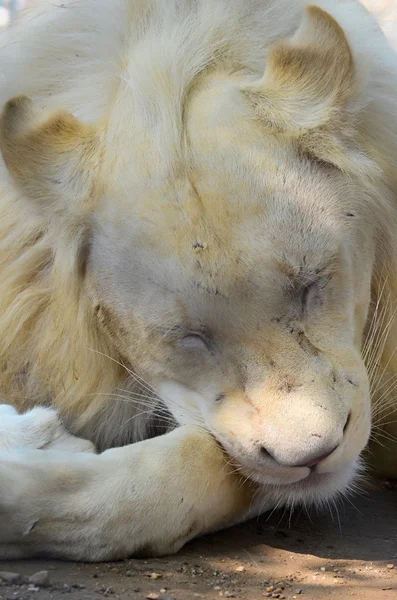 Slapende leeuw — Stockfoto